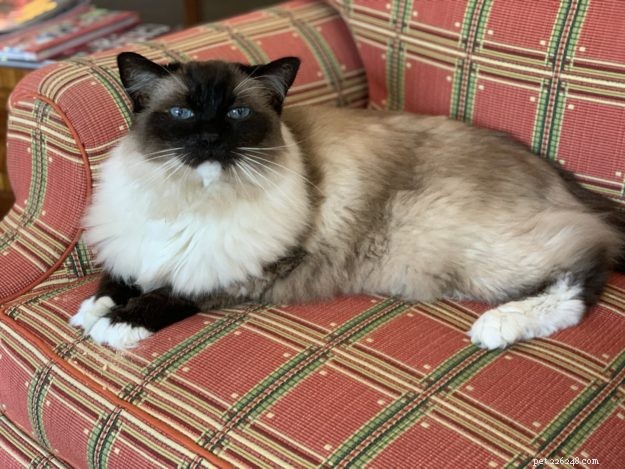 Ragdoll Cats :ALLT du behöver veta om Ragdoll Cats &Cattens