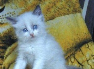 Louie – Ragdoll týdne