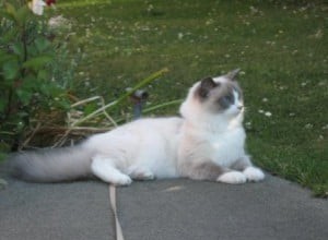 Bella – Ragdoll van de week