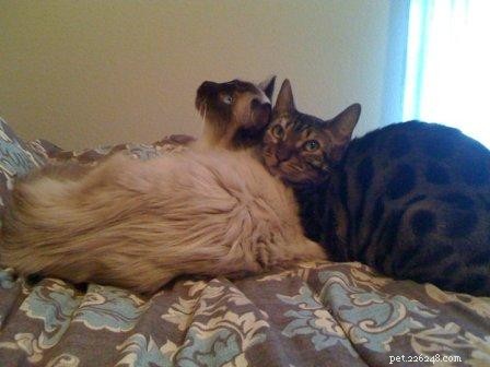 Hank e Howie – um gato Ragdoll e um gato bengala vivendo em harmonia