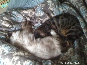 Hank et Howie – un chat Ragdoll et un chat Bengal vivant en harmonie