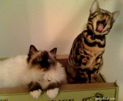 ハンクとハウイー–ハーモニーに住むラグドール猫とベンガル猫 