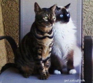 Hank e Howie:un gatto ragdoll e un gatto del Bengala che vivono in armonia