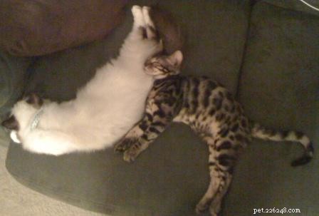 Hank och Howie – en Ragdoll Cat och en Bengal Cat Living in Harmony