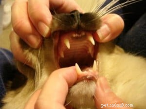 Igiene dentale nei gatti
