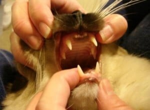 Гигиена зубов у кошек