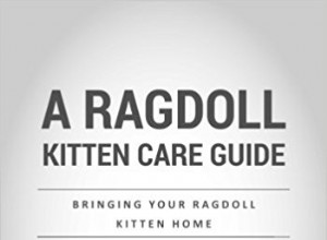 Ragdoll 새끼 고양이 관리 가이드