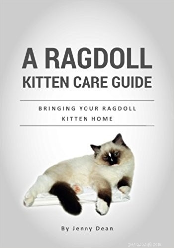 Ragdoll 새끼 고양이 관리 가이드