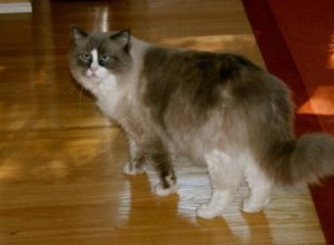 Sebastian, een hermafrodiete Ragdoll-kat – Suggesties van lezers nodig!!