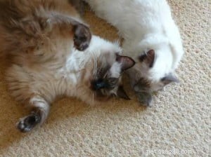 Как знакомить кошек – история мистера Дарси и Сьюки