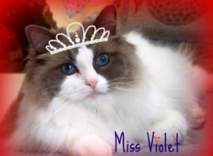 Violet – Ragdoll van de week