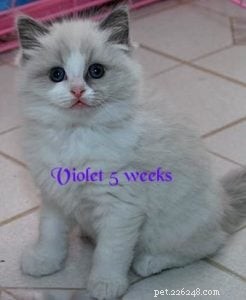 Violet – Ragdoll de la semaine