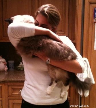 Jak držet kočku
