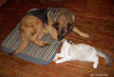 Кошки и собаки породы рэгдолл