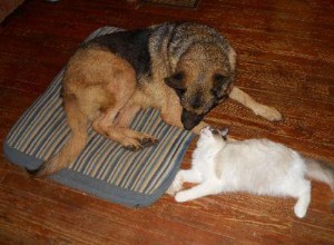ラグドールの猫と犬 