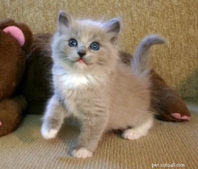 Рэгдолл-котенок месяца – Оливия Грейс – «Грейс» «Бэби Грейс»