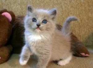 Ragdoll Kitten of the Month – Olivia Grace – “Grace” “Baby Grace”