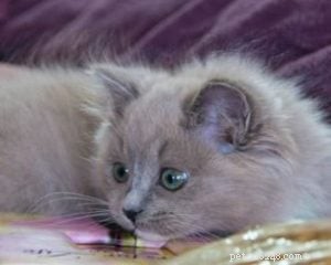 Ragdoll Kitten of the Month – Olivia Grace – “Grace” “Baby Grace”