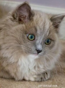今月のラグドール子猫–オリビアグレース–「グレース」「ベイビーグレース」 