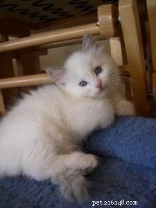 Рэгдолл-котенок месяца – Оливия Грейс – «Грейс» «Бэби Грейс»