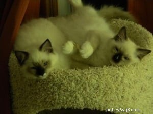Cesare e Nari:i gattini Ragdoll del mese