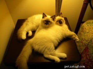 チェザーレとナリ–今月のラグドール子猫 