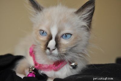 リリス–今月のラグドール子猫 
