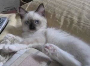 Angel Mae – Ragdoll van de week