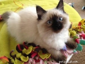 タフィー–今月のラグドール子猫 
