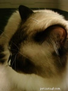 고양이를 위한 침술 – 머피의 차례