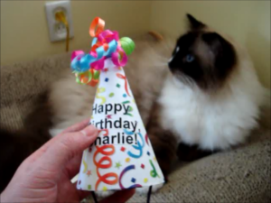 Как сделать кошачью шапку на день рождения