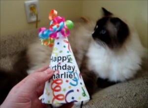 Como fazer um chapéu de aniversário para gatos
