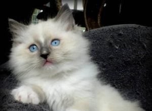 Ziggy – Ragdoll van de week