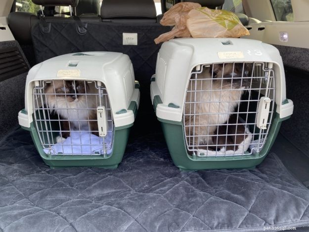 Cages de voyage pour animaux de compagnie pour chats