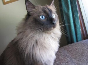 Cooper – Ragdoll van de week