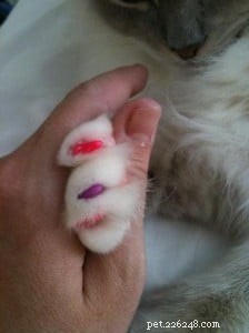猫の爪カバーを使用したことがありますか？ 