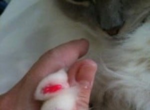 猫の爪カバーを使用したことがありますか？ 