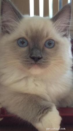青–今月のラグドール子猫 