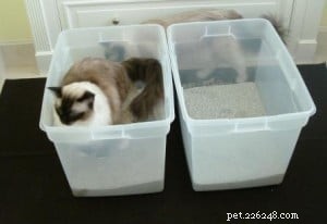 Chat qui fait caca à l extérieur de la litière