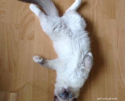 青–今月のラグドール子猫 