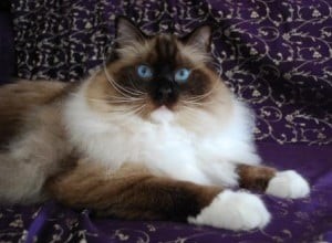 Mr Bojangles – Ragdoll van de week