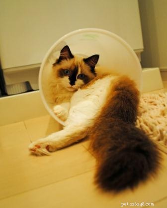 Коко – Рэгдолл котенок месяца