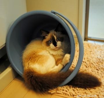 ココ–今月のラグドール子猫 