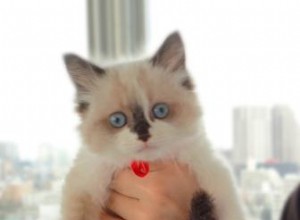 Coco – Ragdoll Kitten van de Maand