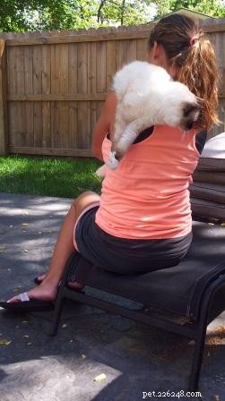 Como segurar um gatinho