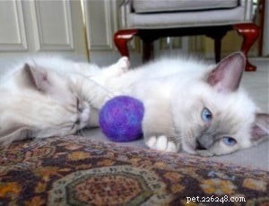 タイタスとジークフリート–今月のラグドール子猫 