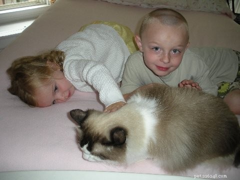 ラグドール猫と子供 