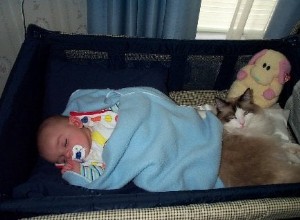 ラグドール猫と子供 
