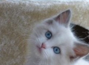 Ocean – Ragdoll Kitten of the Month