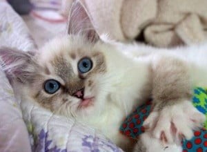 Illaria Rose – Ragdoll Kitten van de Maand